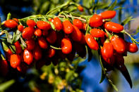 <p>Par exemple, les baies de Goji, qui contiennent de la vitamine C et renforcent le système immunitaire, sont très recherchées pour lutter contre le vieillissement. Crédit photo : Getty Images </p>