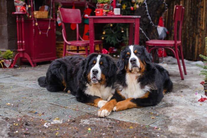 Two Bernese Mountain Dogs laying on a patio, with a festive, Christmas-themed table and chairs in the background