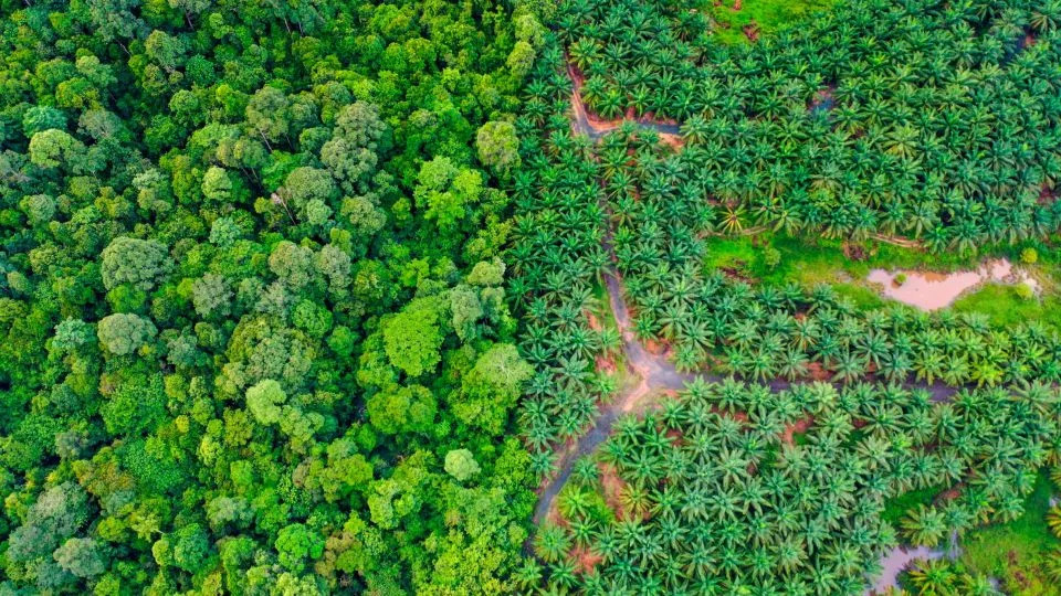 A palm oil plantation borders tropical rainforest in Malaysian Borneo. Oil palm trees have been one of the main drivers of deforestation in the region, but it has declined over the last decade. - Sebastian Kennerknecht/Panthera