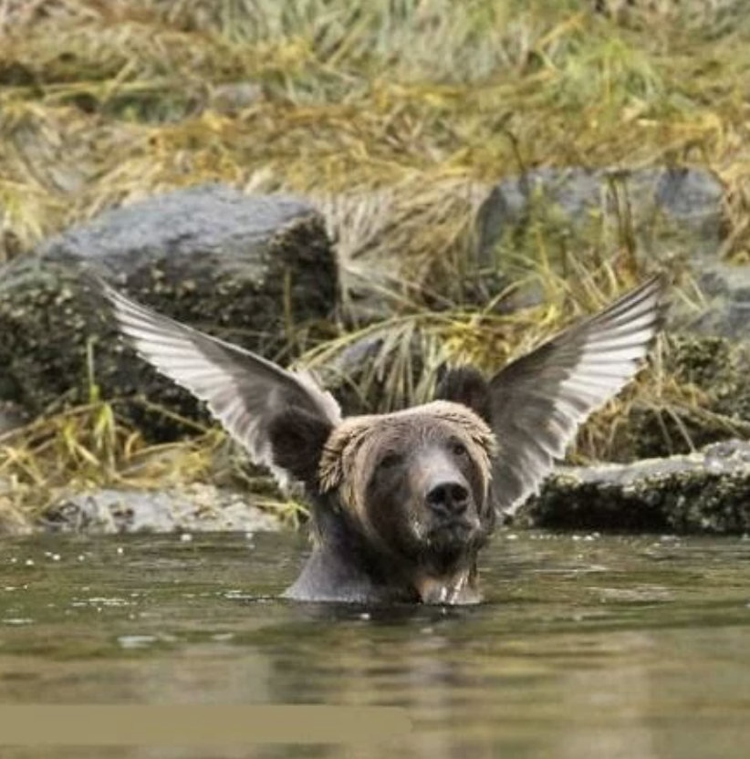 A bear in a river appears to have wings due to the angle of two birds flying directly behind its head