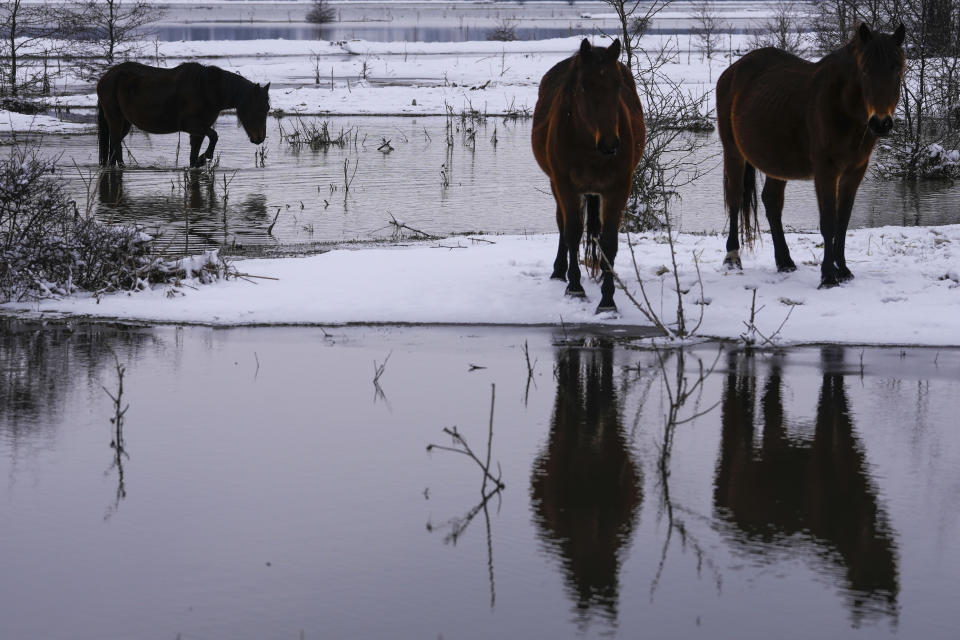 A horse walks through water on a flooded river island Krcedinska ada on Danube river, 50 kilometers north-west of Belgrade, Serbia, Tuesday, Jan. 9, 2024. After being trapped for days by high waters on the river island people evacuating cows and horses. (AP Photo/Darko Vojinovic)