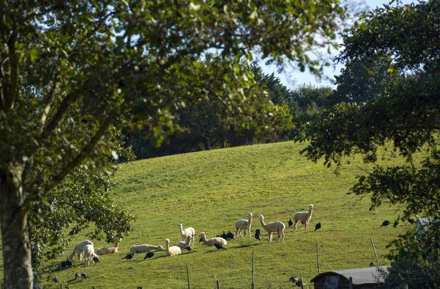 Alpacas guard turkeys on farm