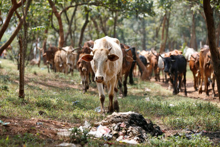 A cow walks near a pile of trash including plastic bags as it grazes in Nairobi, Kenya August 25, 2017. REUTERS/Baz Ratner