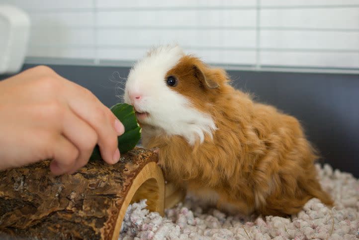 long coat   red   white texel guinea pig