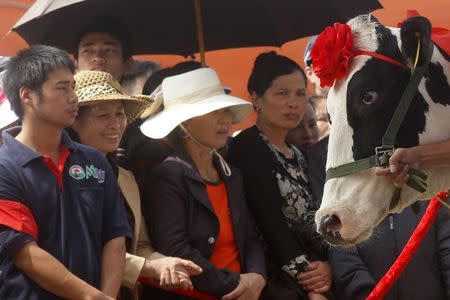 A cow is shown to the crowd during the Miss Milk Cow beauty contest in Moc Chau plateau, in this October 15, 2014 file photo. REUTERS/Kham/Files