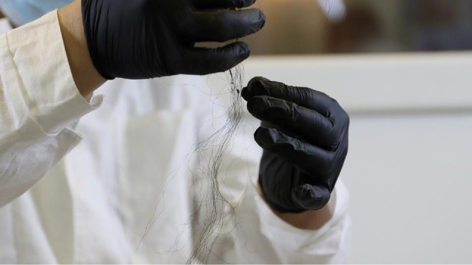 A researcher holds up some of the bison's wool.