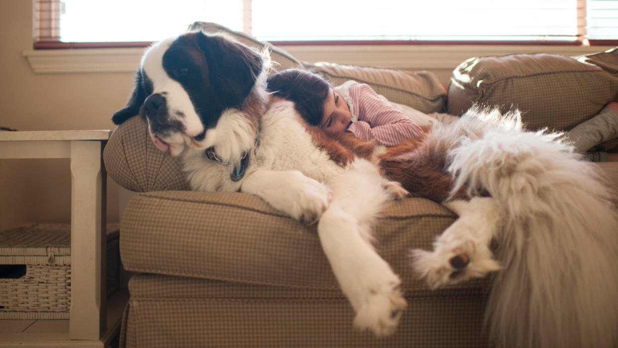 a girl lays on a Saint Bernard on the couch