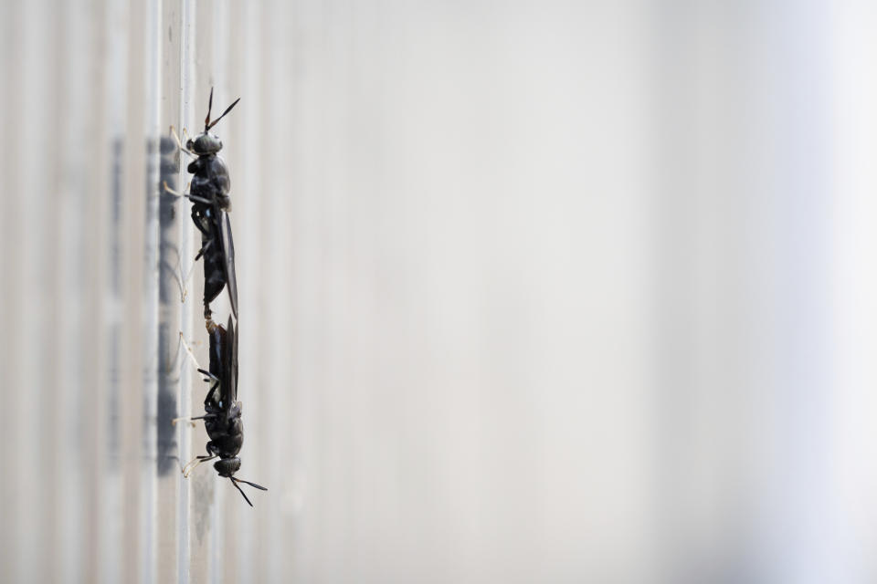 Black soldier flies mate in an egg production site at the Innovafeed factory in Nesle, France, on Tuesday, June 13, 2023. (AP Photo/Aurelien Morissard)