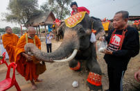 The ancient city of Ayutthaya province, north of Bangkok, Thailand honors elephants on National Elephant Day, which takes place annually on March 13. Thai people and monks feed special fruit to the elephants on 'Chang Thai Day'.