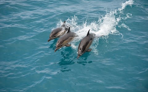 Trio of dolphins - Credit: Star Clippers