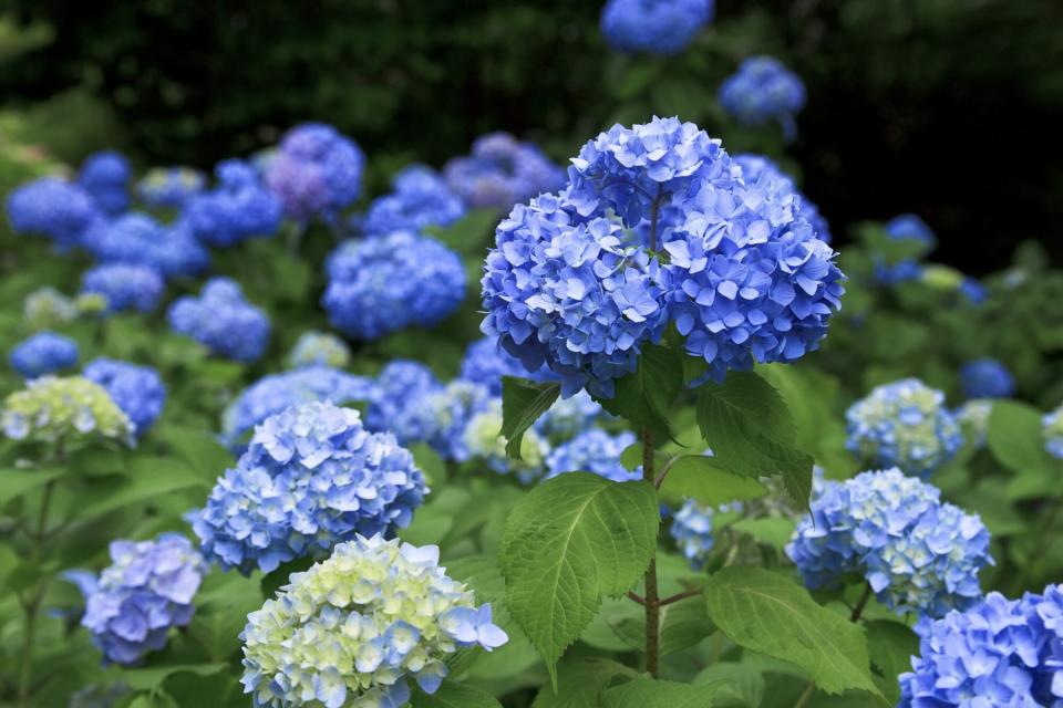 blue hydrangeas