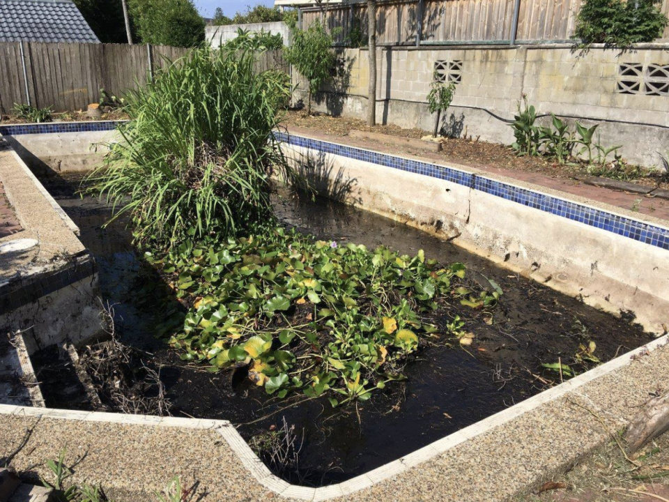 Picture of the 'green pool' Jim's Pool Care was asked to fox, with plants growing in it