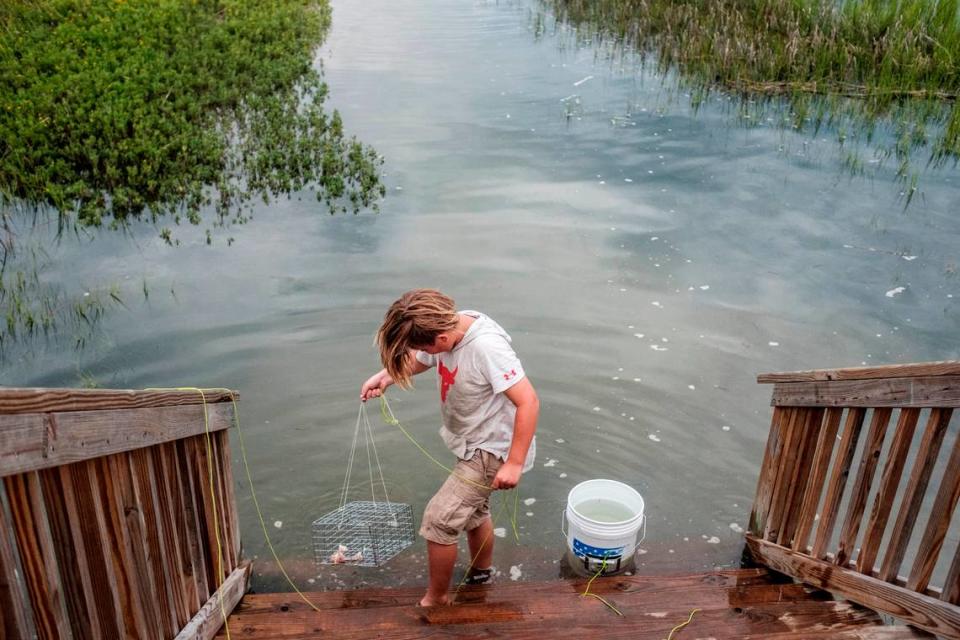 A boy sets a crab trap in the marsh of Murrells Inlet during a King Tide. Aug. 11, 2021.