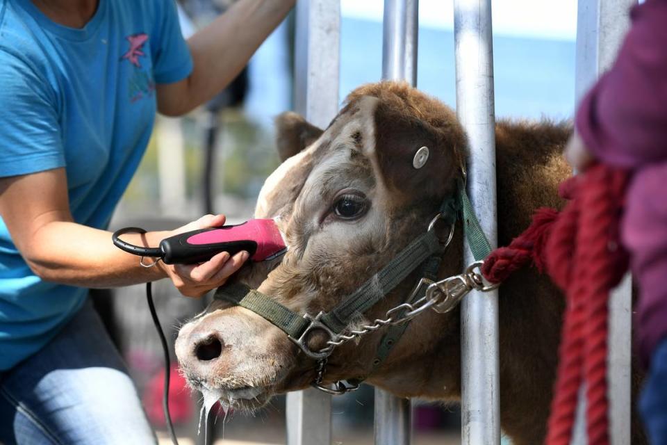 01/10/22—Amy Maness grooms her cousin’s heifer, Liberty, at the Manatee County Fair. The Manatee County Fairgrounds are located in Palmetto, the fair runs Jan. 13-23.