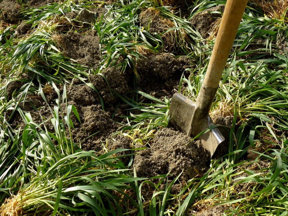 A shovel digging into green manure spread atop grass growing in soil