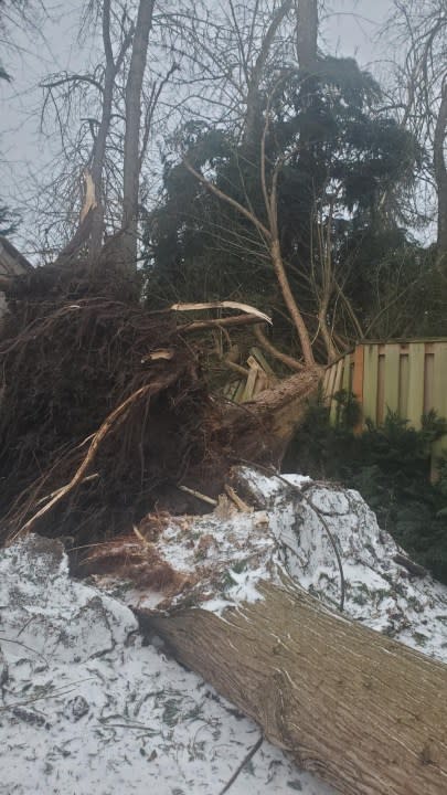 A tree fell in the backyard of this Lake Oswego home, January 13, 2024 (Garth/Vickie Meihoff)
