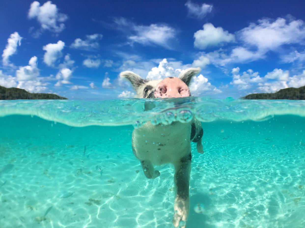 The swimming pigs have become a popular tourist attraction: Shutterstock