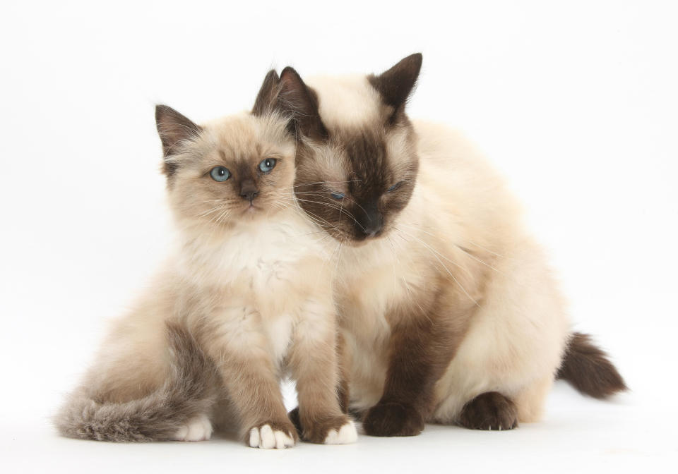 <p>Birman-cross mother cat snuggling up to her kitten. (Warren Photographic/Mercury Press) </p>