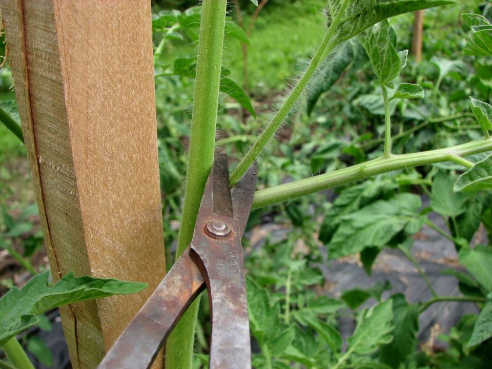 Prune out tomato "suckers," the shoots that grow between the main stalk and a branch, since they shade out leaves and encourage diseases.