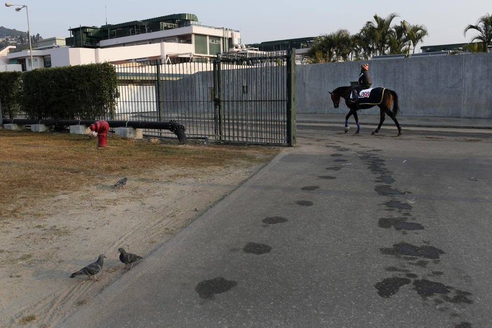 In this Wednesday, Jan. 29, 2014 photo, hoof prints of a horse are seen near a barn at Hong Kong's Jockey Club. Chinese communities around the world were welcoming the arrival of the year of the horse on Friday, Jan. 31 with equine-themed decorations and celebrations. The annual Lunar New Year holiday is mark with particular verve in Hong Kong, the semi-autonomous Chinese financial center that expects 7.93 million visitors, more than territory’s permanent population of 7.1 million. The year is considered especially significant for Hong Kong’s vibrant horse racing scene which boasts two world-class tracks and legions of enthusiastic fans. (AP Photo/Vincent Yu)