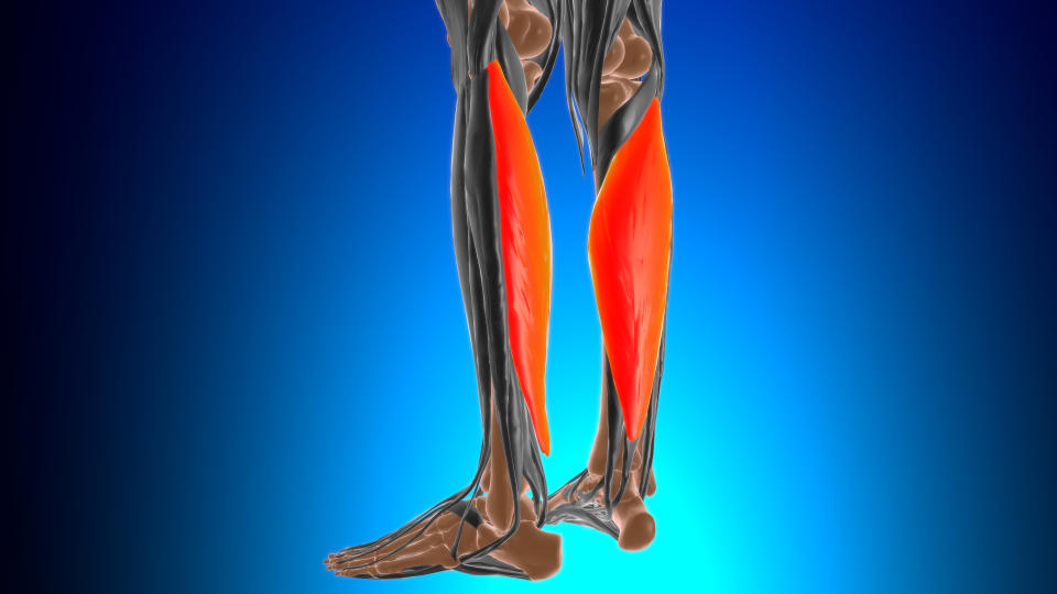 El músculo soleo está ubicado entre las rodillas y los gemelos, y está por delante del tendón de Aquiles. (Getty Creative)