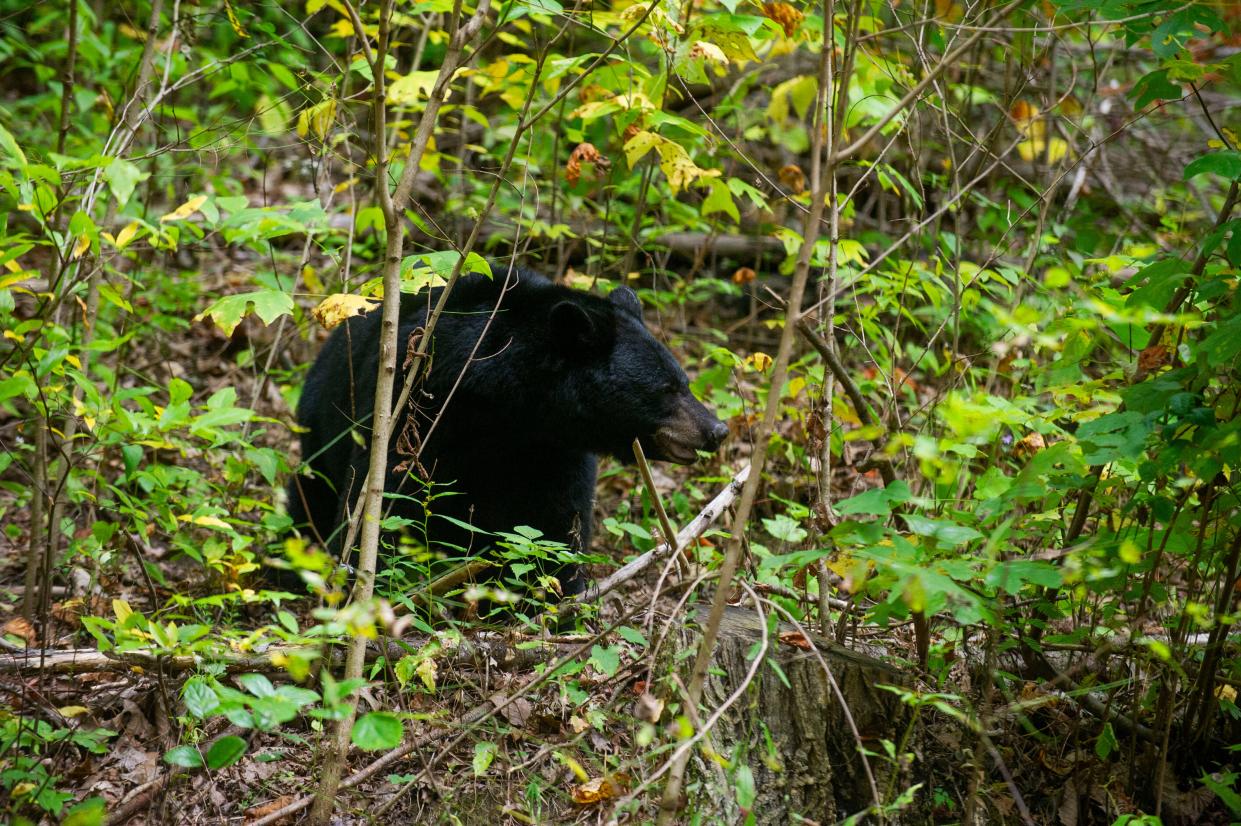 A black bear walks through the trees in the Great Smoky Mountains on Friday, Oct. 13, 2023. The Great Smoky National Park is one of the largest protected areas where black bears can live in the wild. There are an estimated 1,900 bears that live in the park.