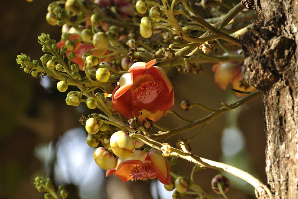 Trees of Bangalore