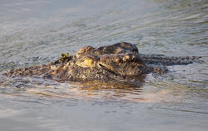 A crocodile was found nearby and was 