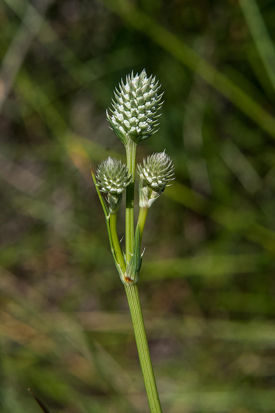 This undated image provided by Robin Silver shows the Arizona eryngo near Sierra Vista, Ariz. The U.S. Fish and Wildlife Service has placed the rare wetland plant on the federal endangered species list. (Robin Silver via AP)