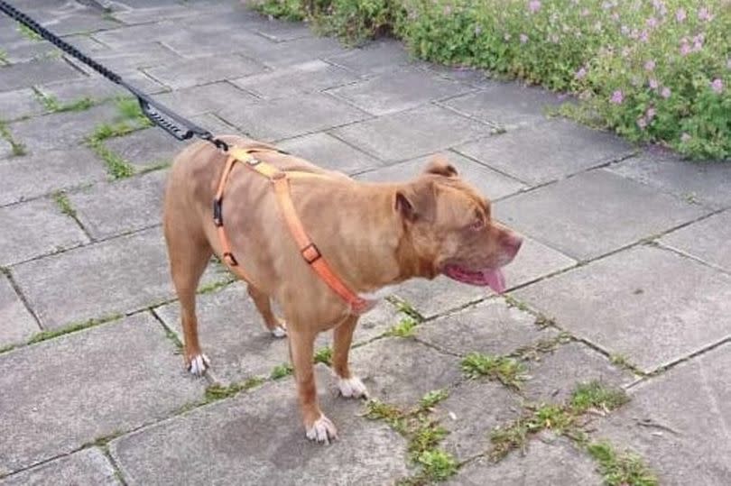 A photo of the dog which allegedly carried out the attack on Jellybean