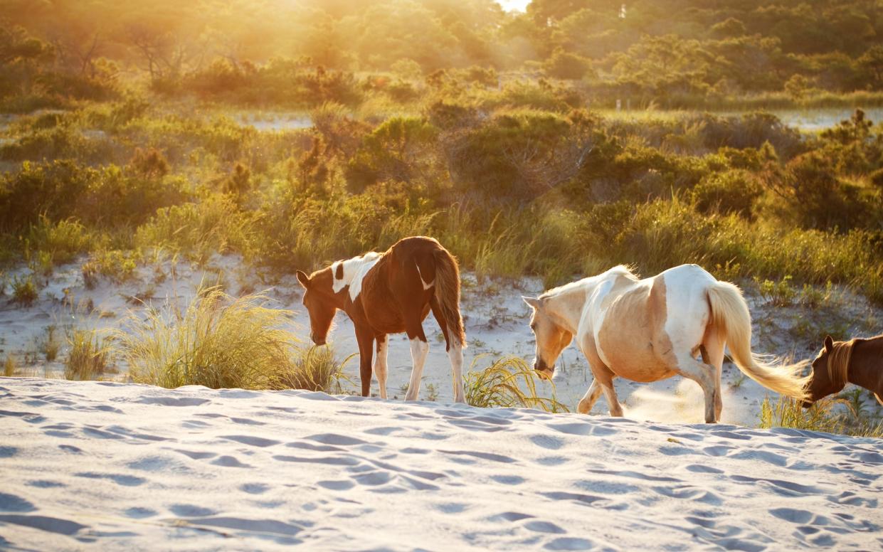 Assateague Island National Seashore is a barrier island park fronted by undulating sand dunes, and home to scores of wild horses - sdominick
