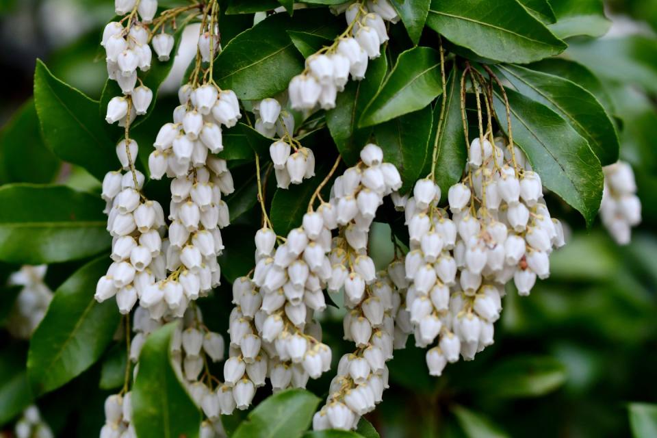 a close up of pieris flower