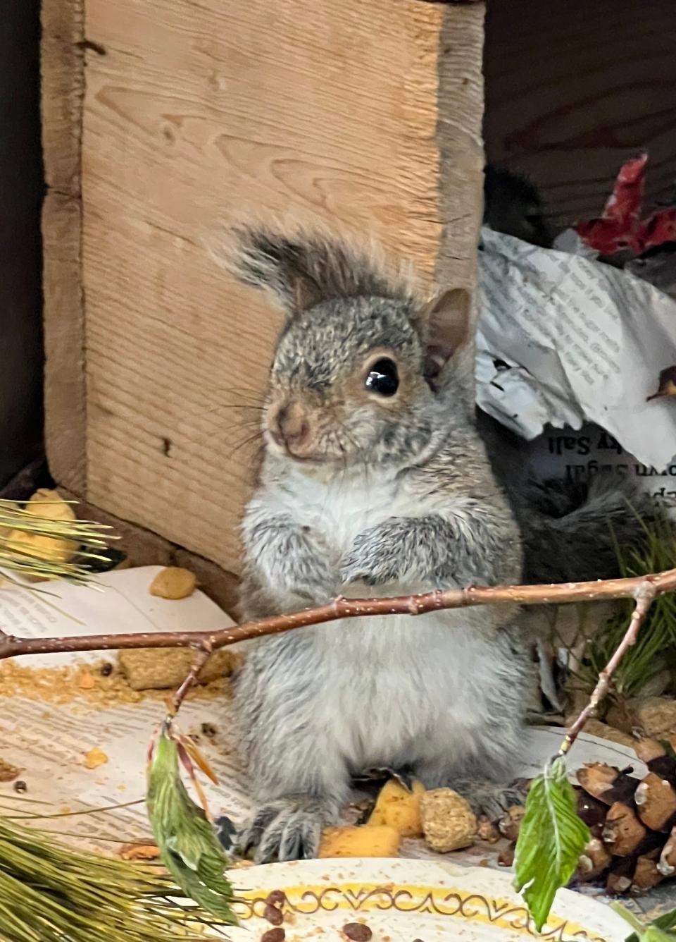 A gray squirrel baby.