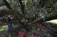 In this Oct. 1, 2019 photo, a farmhand harvests avocados at an orchard, near Ziracuaretiro, Michoacan state, Mexico. Avocado pickers earn an attractive wage for the region but the work is seasonal and so physically demanding that few can continue working beyond the age of 45. (AP Photo/Marco Ugarte)