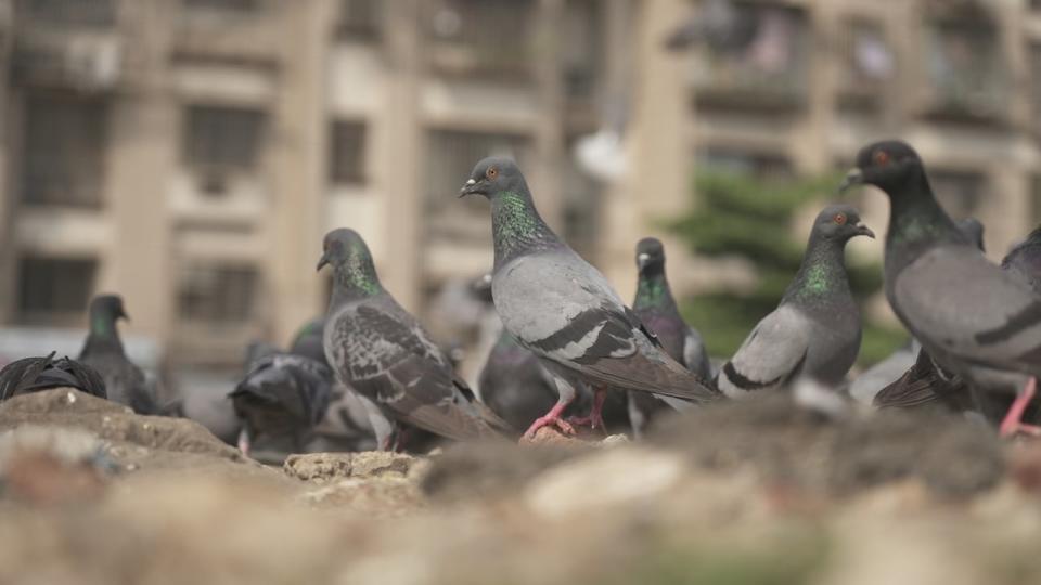 Experts believe Mumbai's many apartment buildings, along with a tradition of feeding the birds, have contributed to the city's thriving pigeon population. 