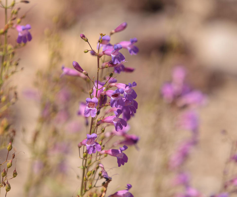 purple flowers of Penstemon spectabilis in a wildflower meadow