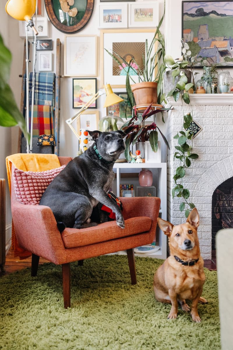 Dogs sit in a living room.