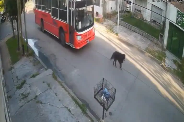 Javier Milei se pronunció en contra de un chofer de colectivo que atropelló a un perro