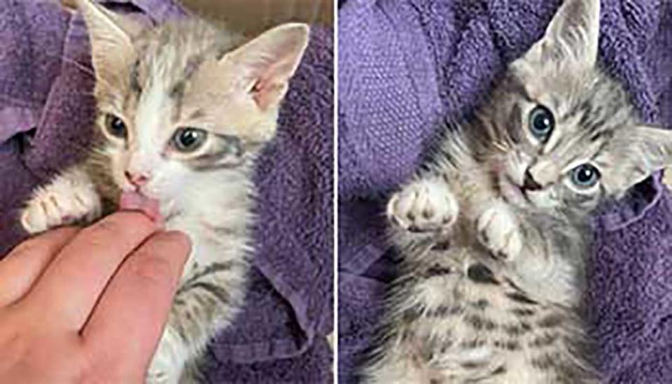 Two kittens are pictured wrapped in a towel.