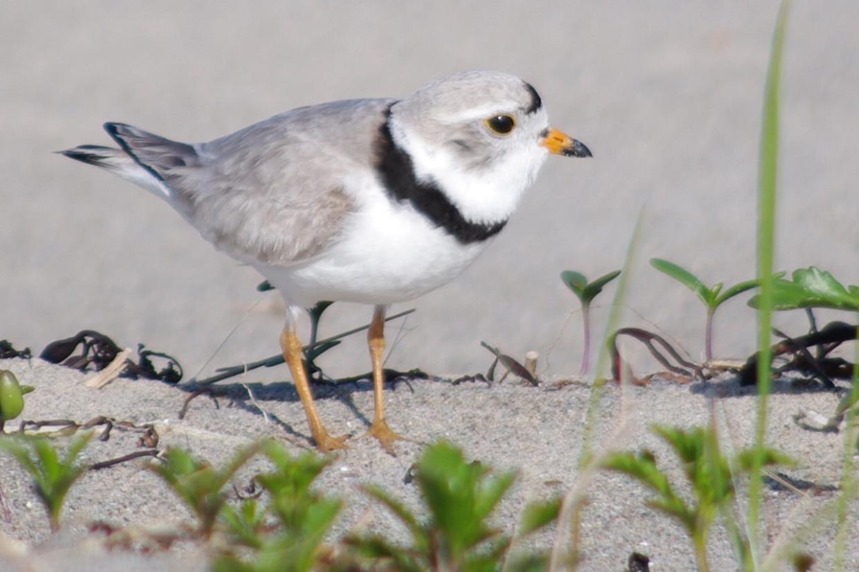 The provincial recovery objective of having 60 breeding pairs of piping plovers was exceeded last year for the first time in more than three decades.  (Submitted/Bird Studies Canada - image credit)