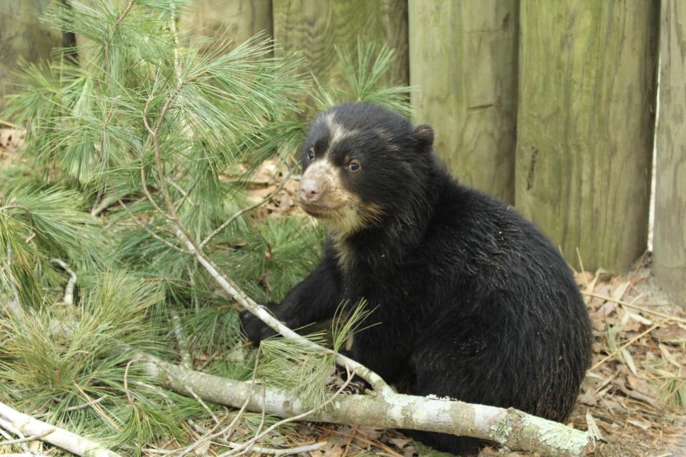 The Salisbury Zoological Park welcomed Andean bear cub Inti on Jan. 16, 2022.