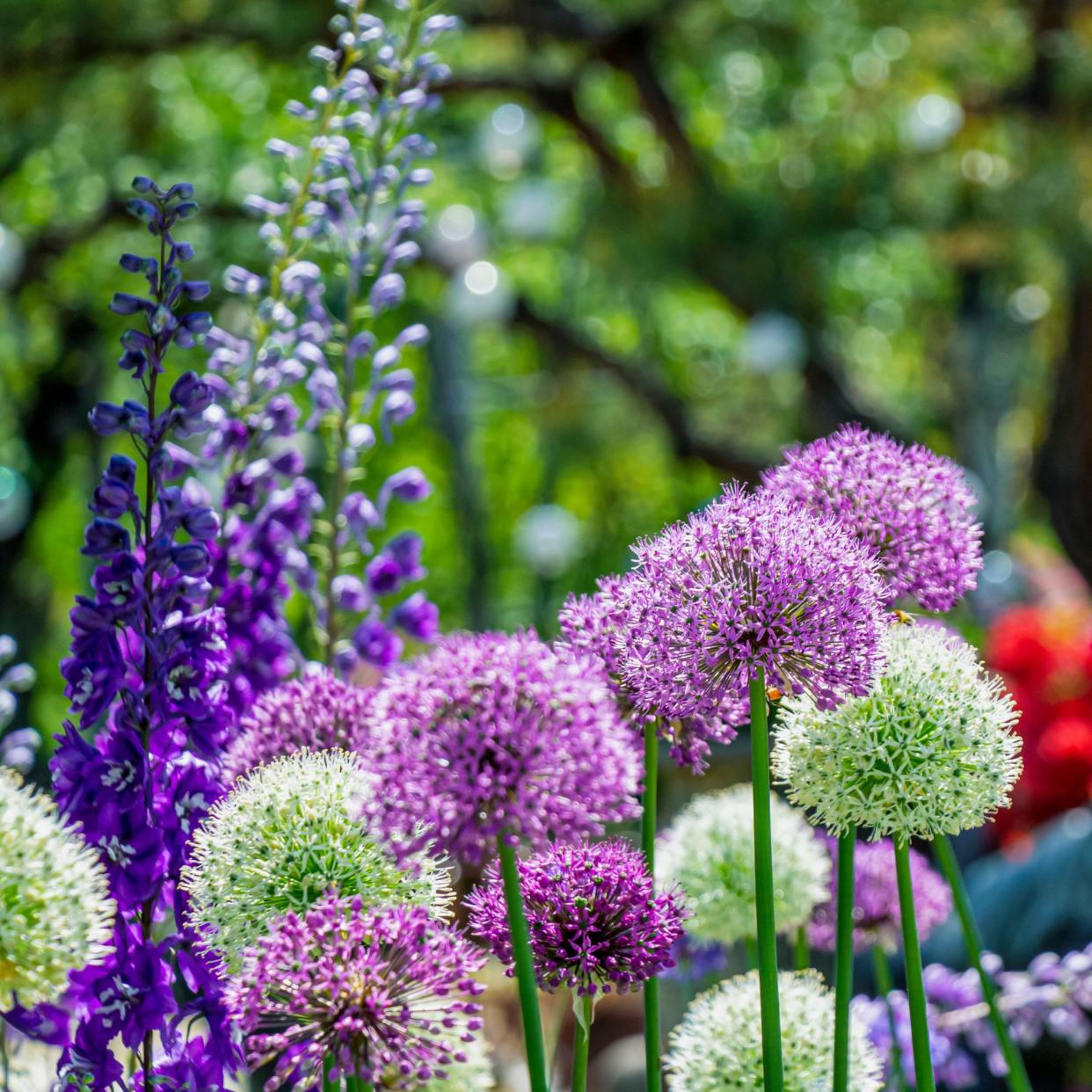  A selection of purple allium blooms growing in a garden. 