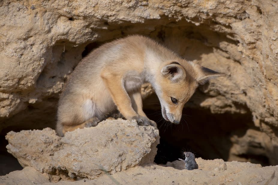 Sobre una roca en las estribaciones de Judea en Israel, un cachorro de zorro rojo mira fijamente a la musaraña que había arrojado al aire momentos antes. (Crédito: Ayala Fishaimer/Wildlife Photographer of the Year)