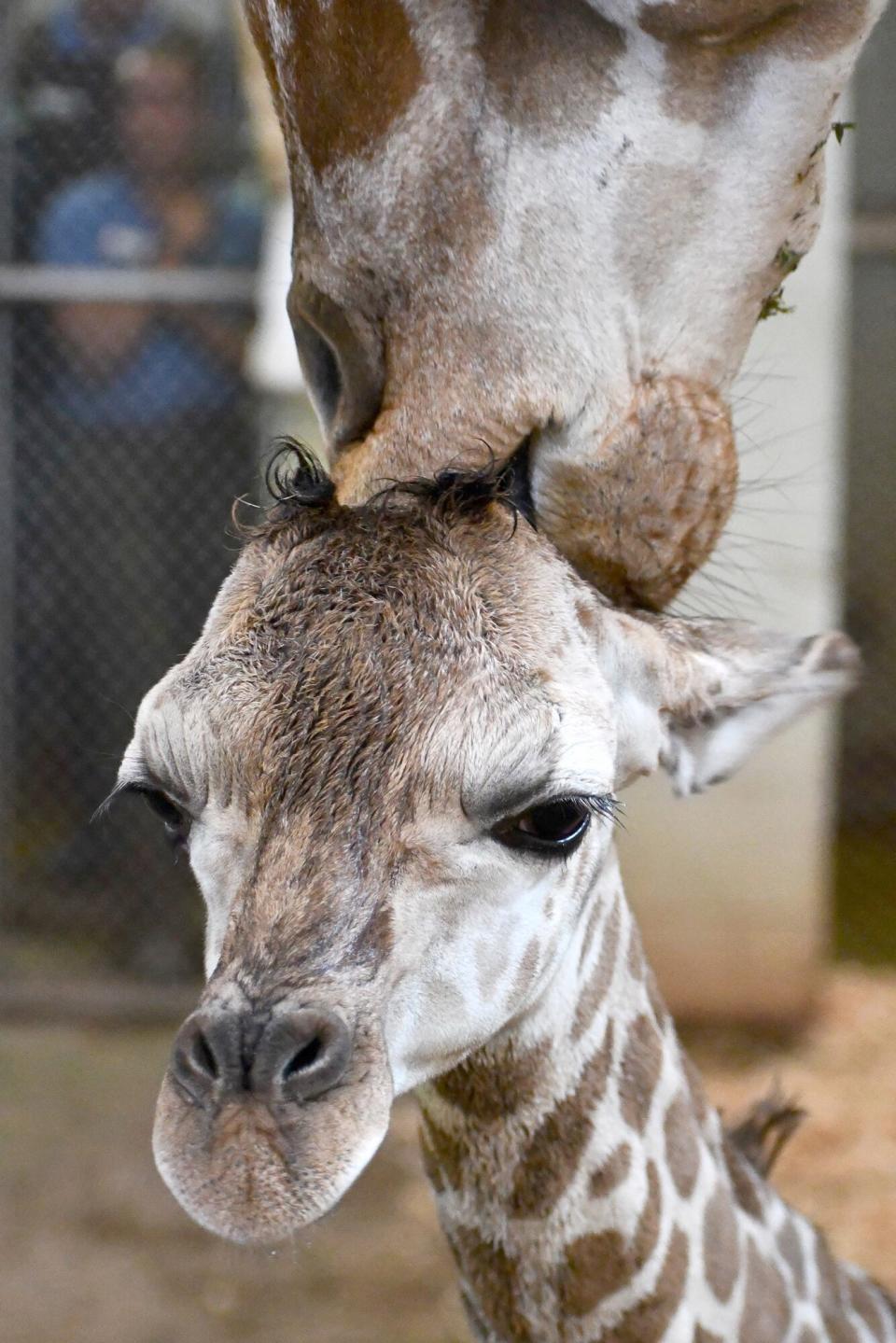 Giraffe Calf born at Cheyenne Mountain Zoo