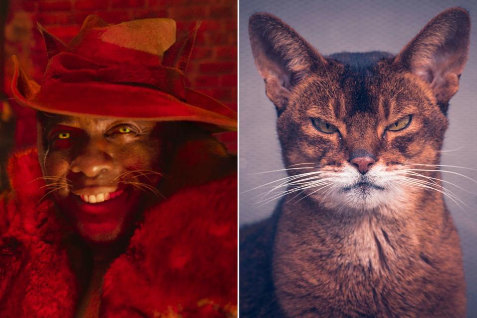 Idris Elba as Macavity v. This Cat Who Is Clearly Up to Something 