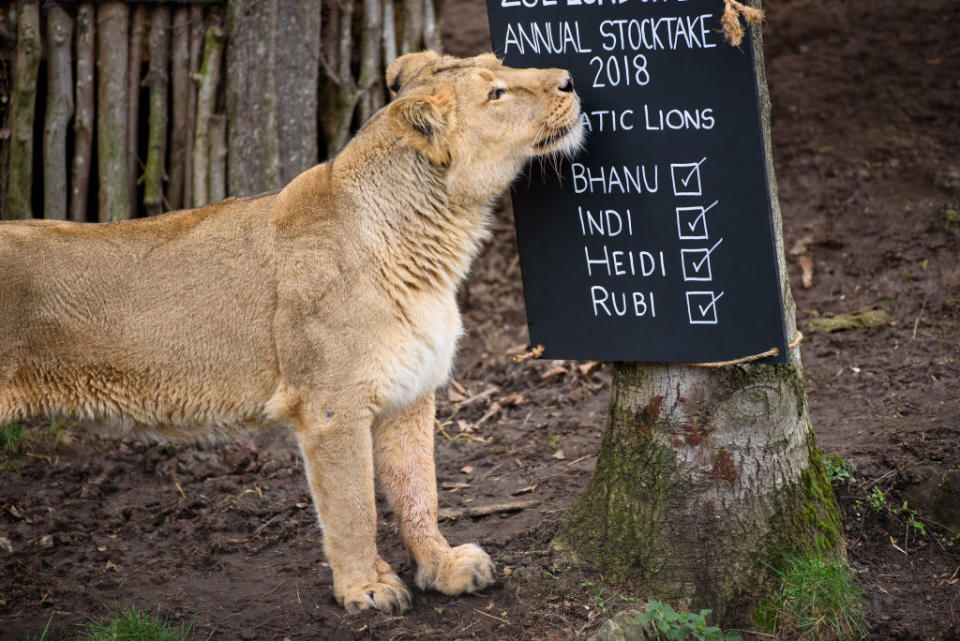 London Zoo Stock Take – Photocall