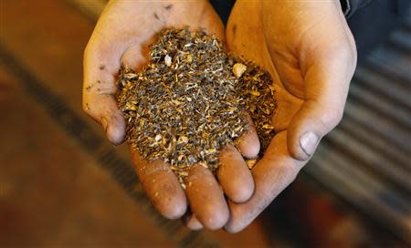 A worker displays biomass fuel at the Diageo Roseisle distillery in Scotland March 20, 2014. REUTERS/Russell Cheyne