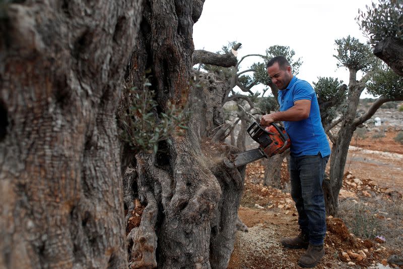 Palestinian man cuts olive wood to be carved into Christmas Nativity scenes and wooden figurines of the Holy Family, near Ramallah in the Israeli-occupied West Bank