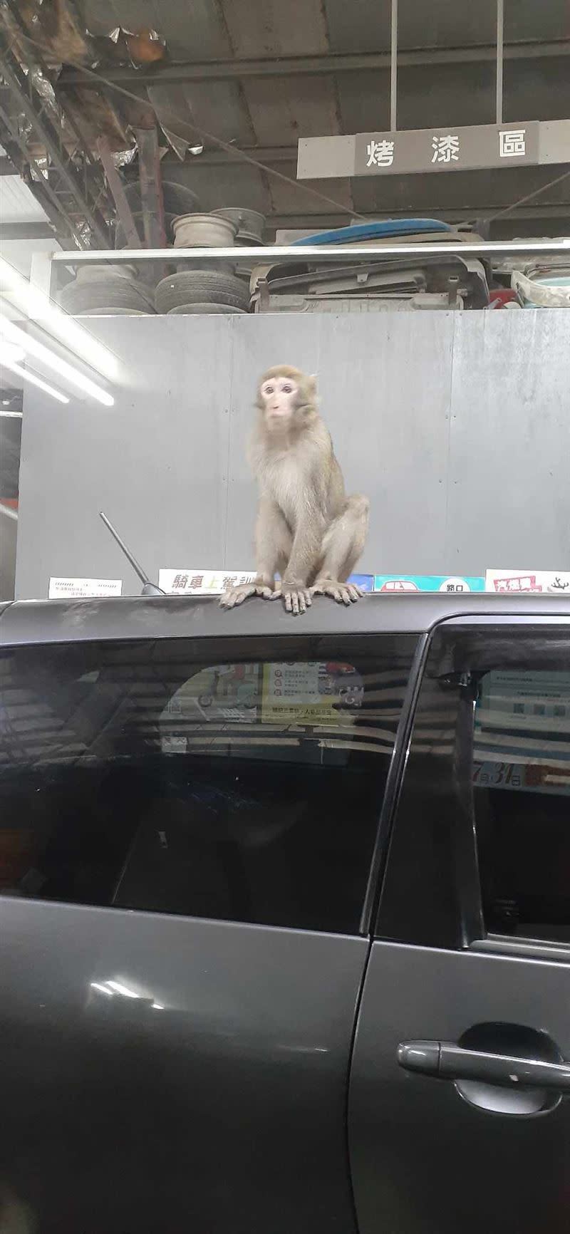 台灣獼猴不怕生，還會跳到客人車上。（圖／卓小姐授權提供）