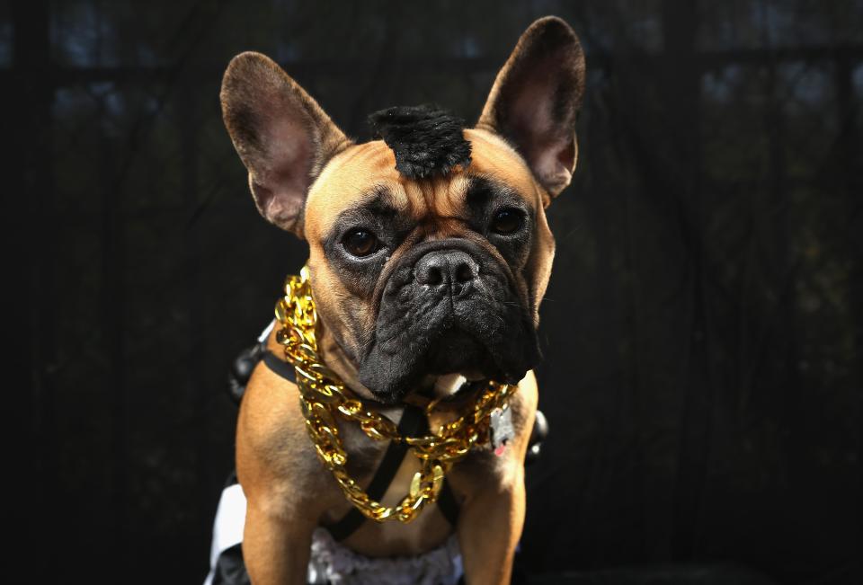 NEW YORK, NY - OCTOBER 20: Gus, a boxer, poses as Mr. T at the Tompkins Square Halloween Dog Parade on October 20, 2012 in New York City. Hundreds of dog owners festooned their pets for the annual event, the largest of its kind in the United States. (Photo by John Moore/Getty Images)